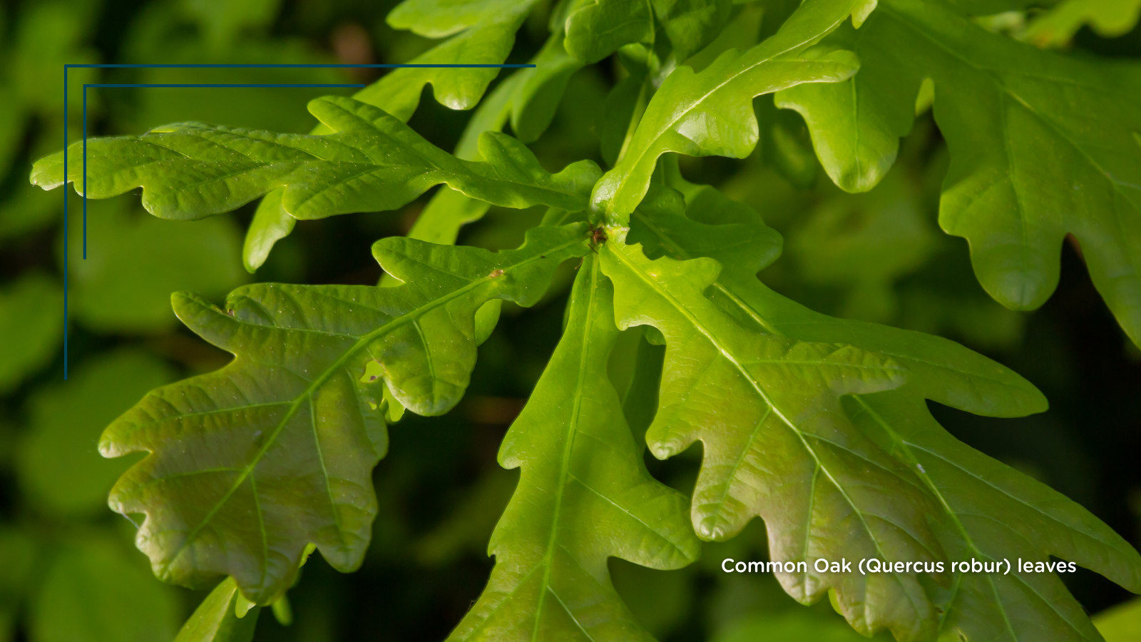 TCV Plant profile Common Oak (Quercus robur) (leaves)