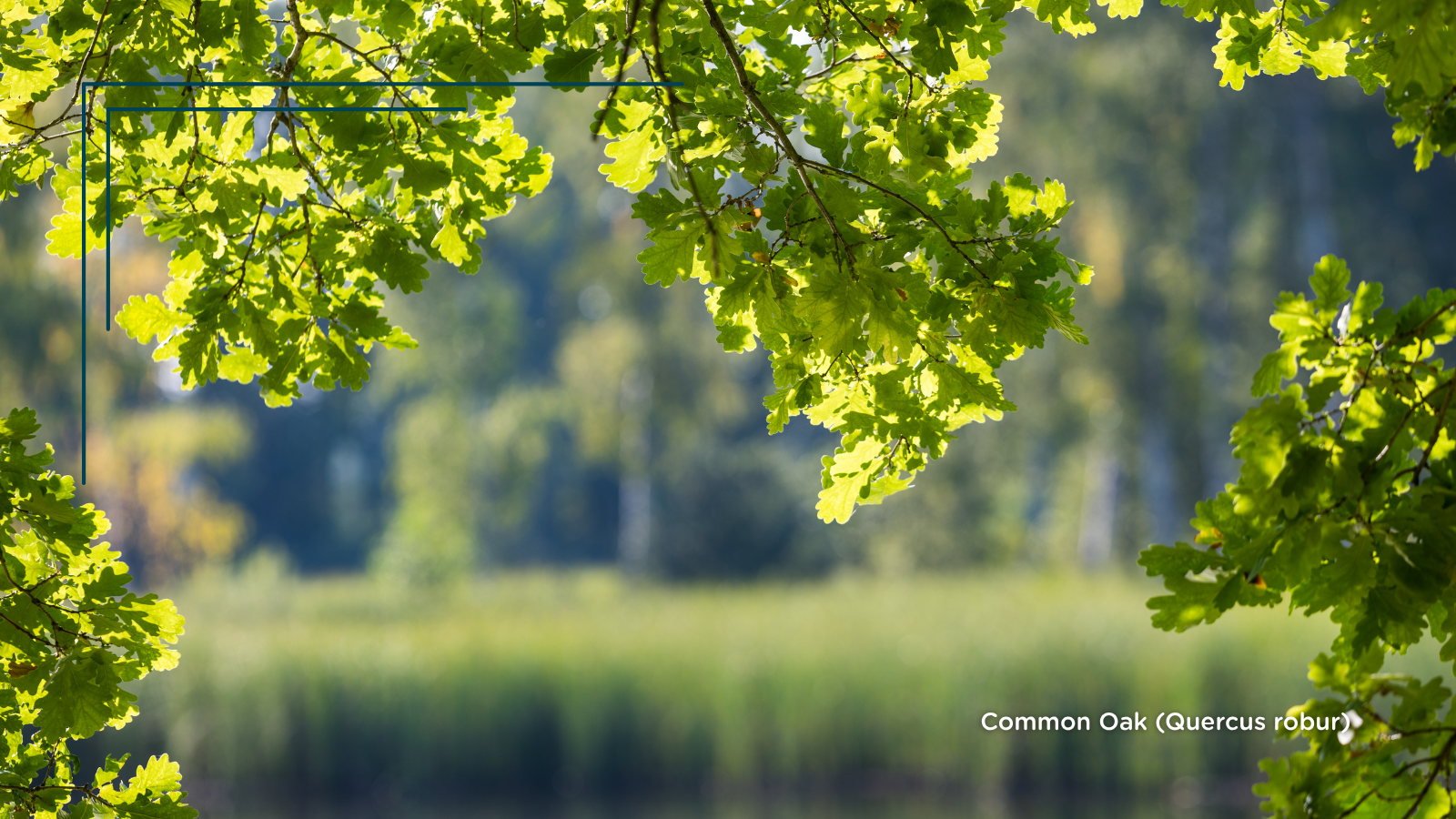 TCV Plant profile Common Oak (Quercus robur)