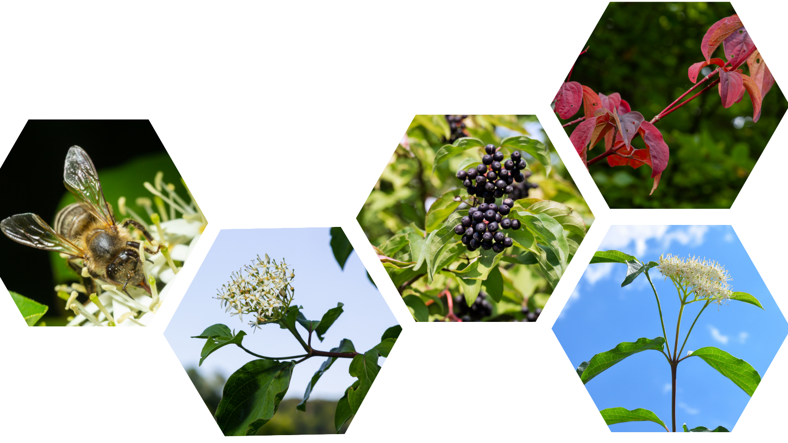 TCV Plant profile Dogwood (Cornus sanguinea) (Header)