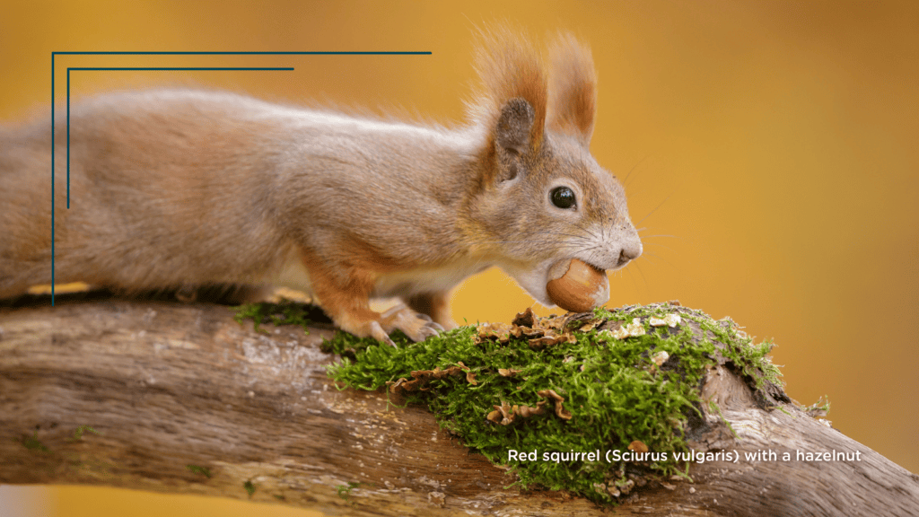 Red squirrel (Sciurus vulgaris) with a hazelnut