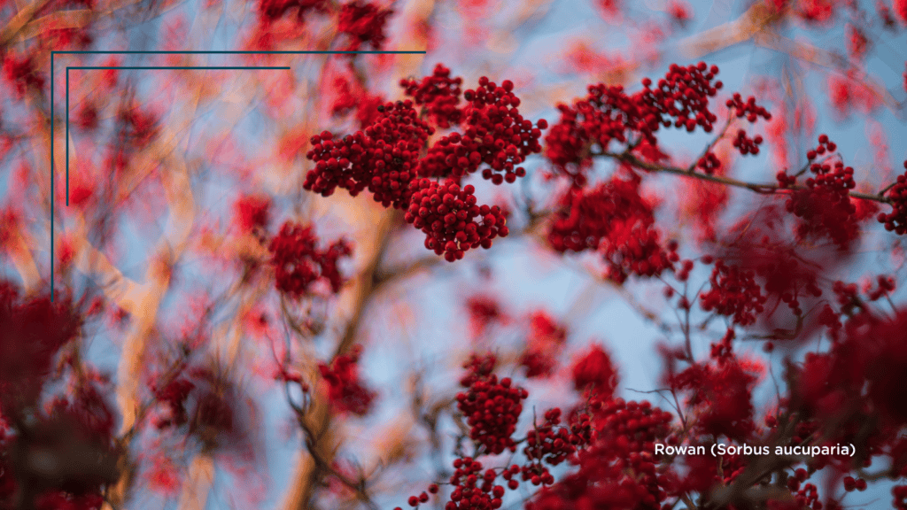 TCV Plant profile. Rowan (Sorbus aucuparia) berries. Heavily laden branches on a blue sky background.