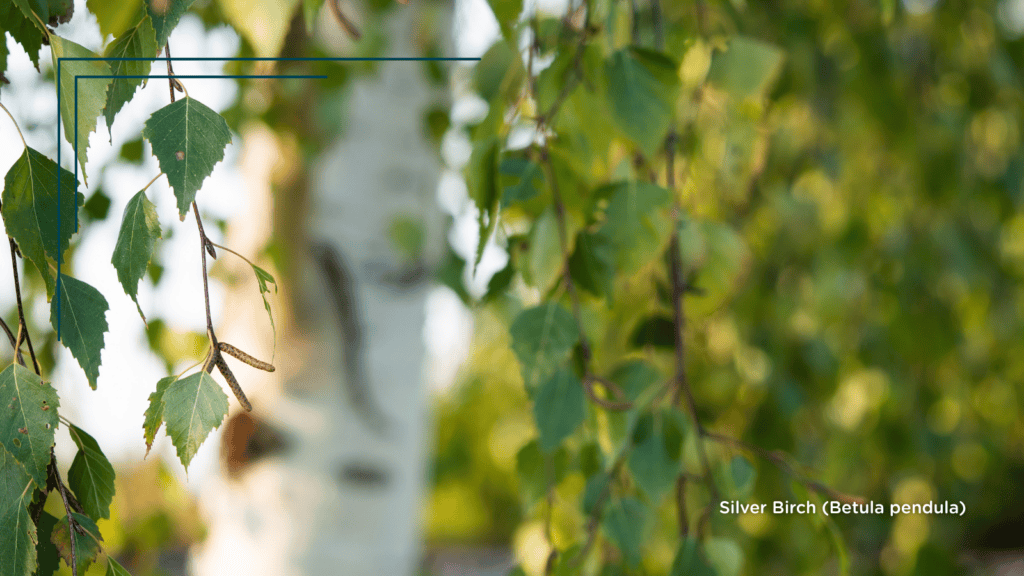TCV Plant profile. Silver Birch (Betula pendula) leaves and trunk
