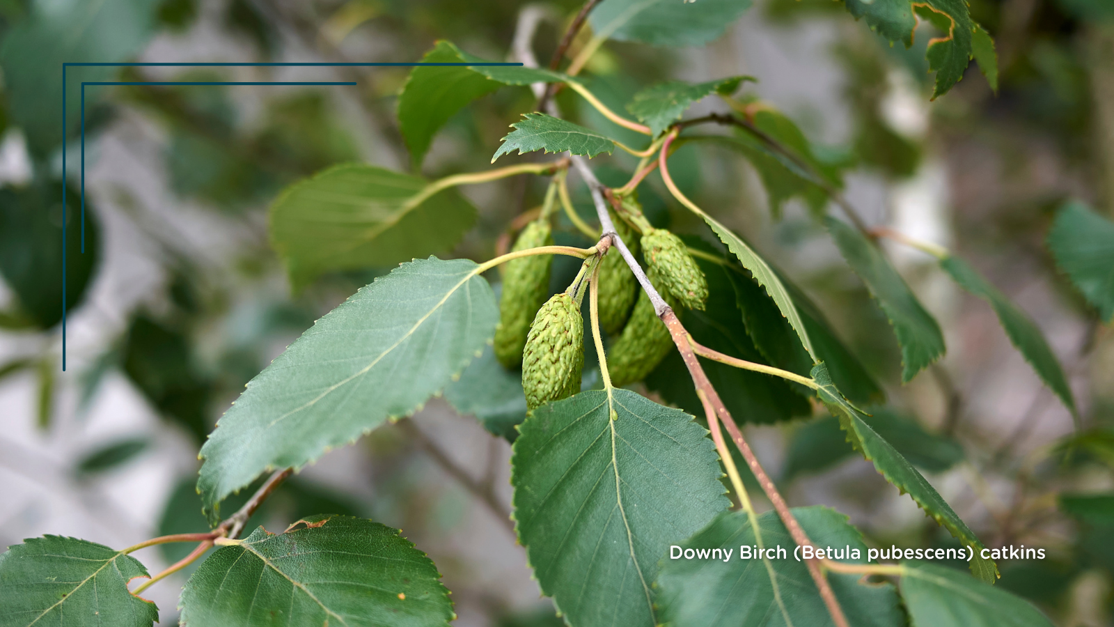 Downy Birch (Betula pubescens) (Catkins)