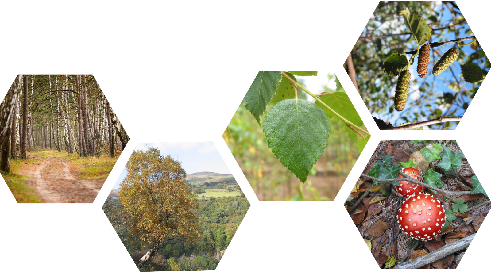 Downy Birch (Betula pubescens) (Header) 2