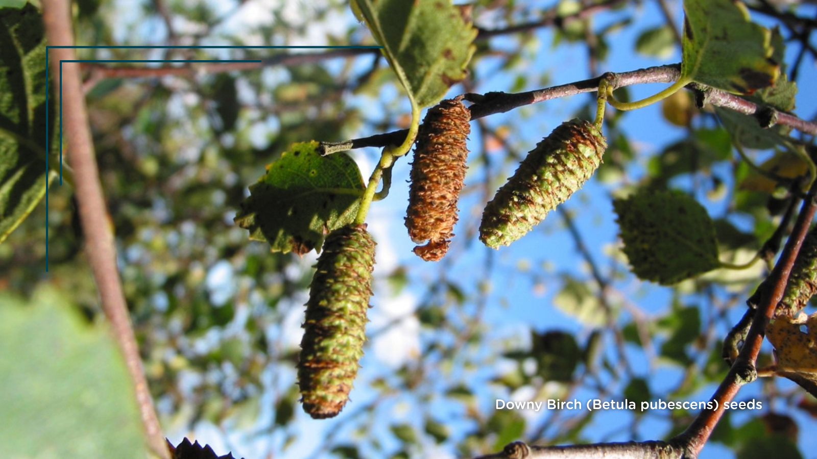 Downy Birch (Betula pubescens) (seeds)