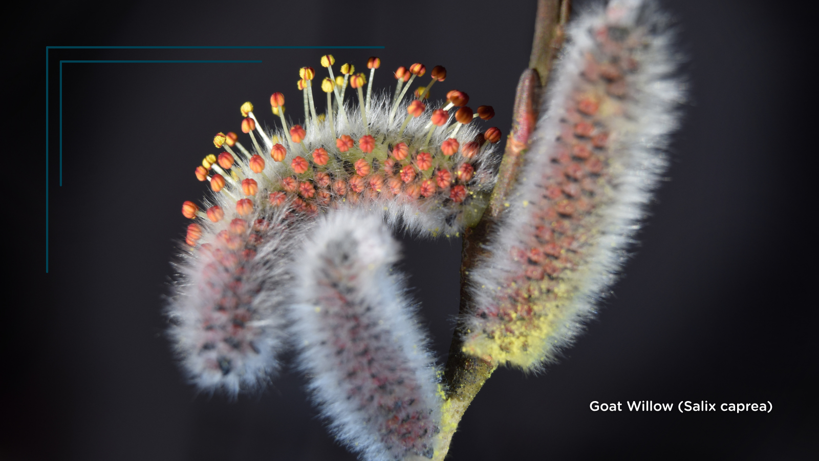 Goat Willow (Salix caprea) (Catkins)