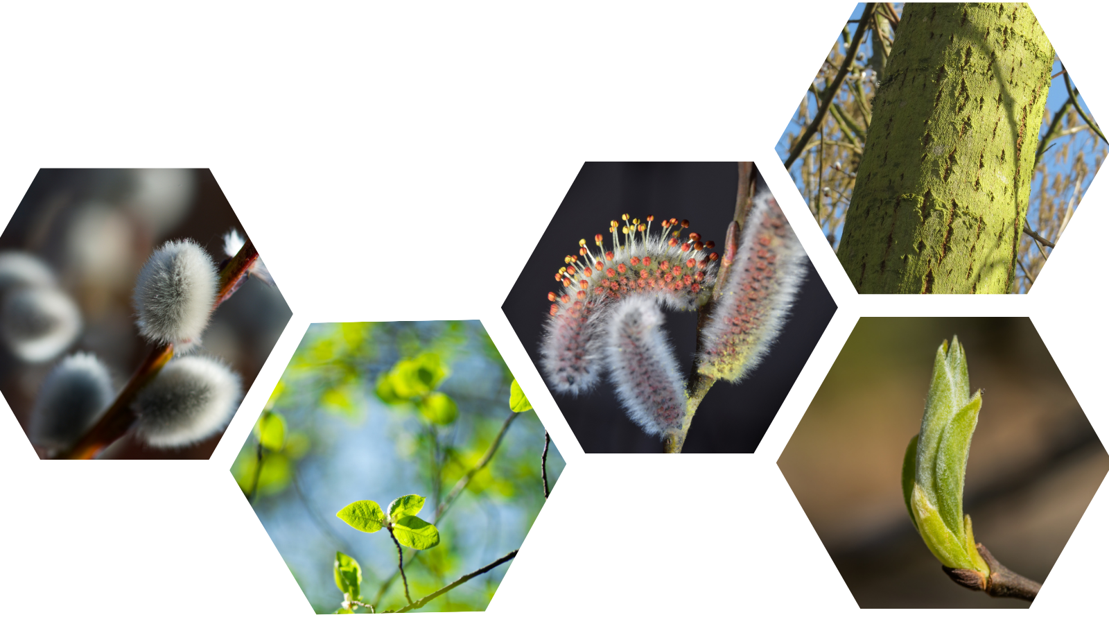 Goat Willow (Salix caprea) (Header)