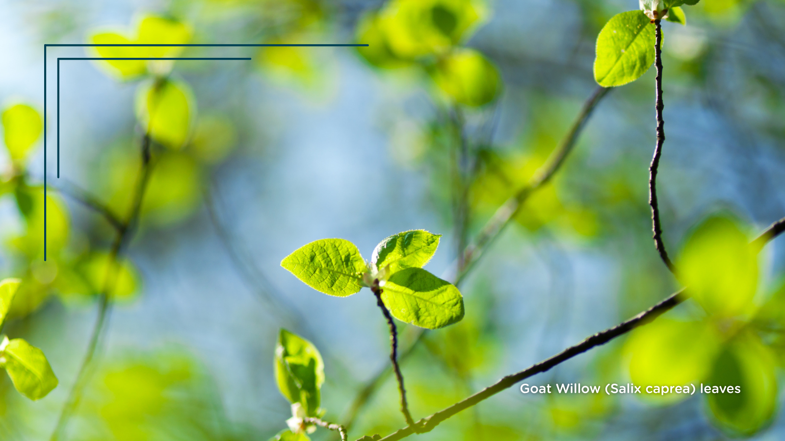 Goat Willow (Salix caprea) (Leaves)