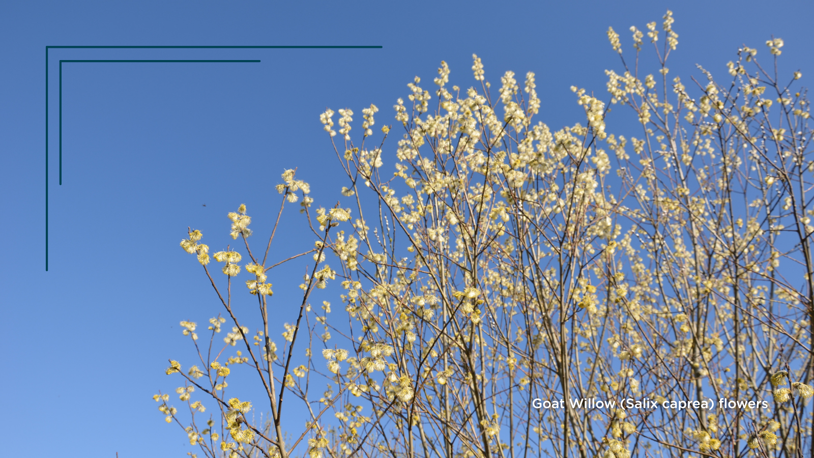 Goat Willow (Salix caprea) flowers