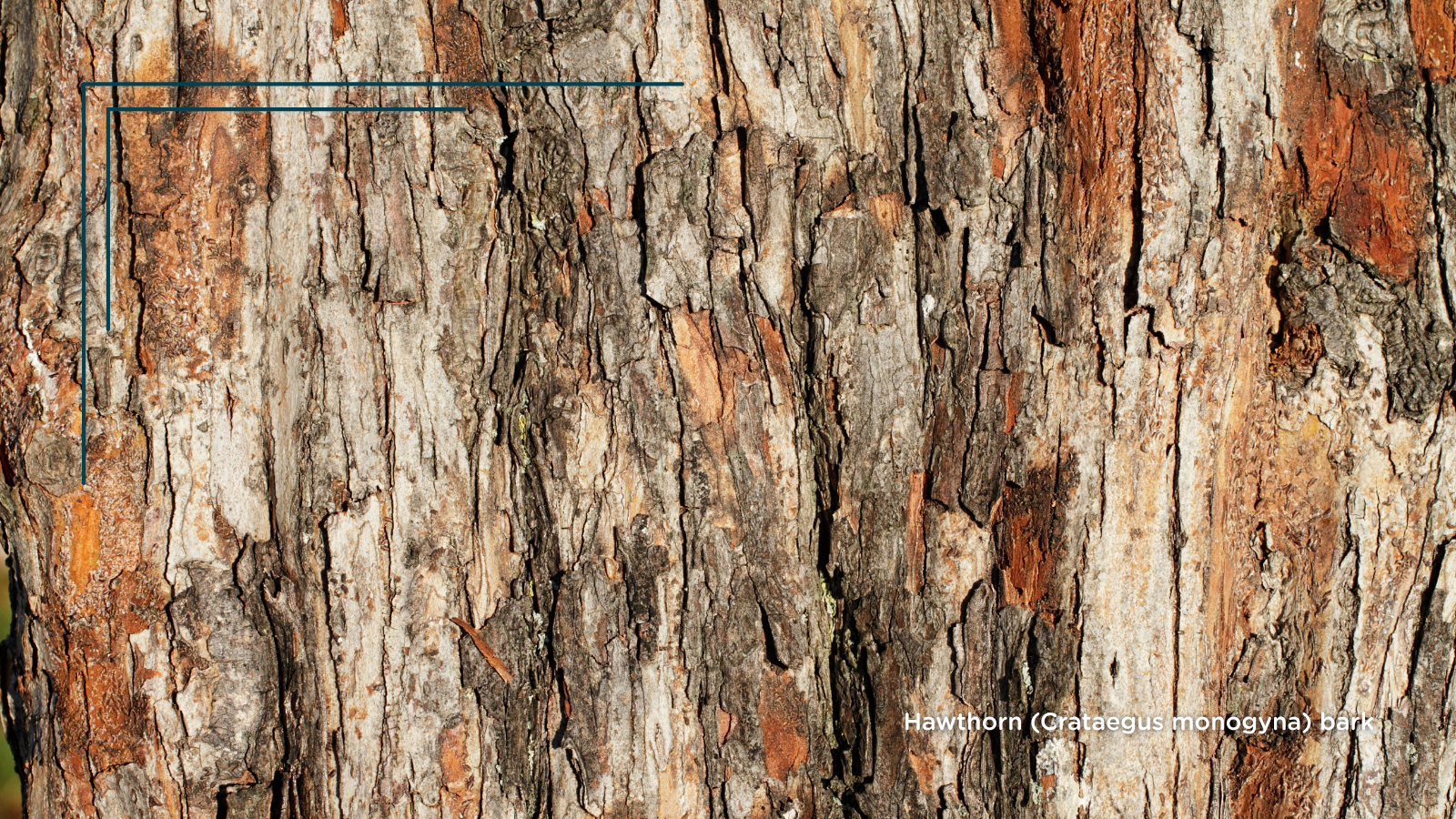 Hawthorn (Crataegus monogyna) (bark)