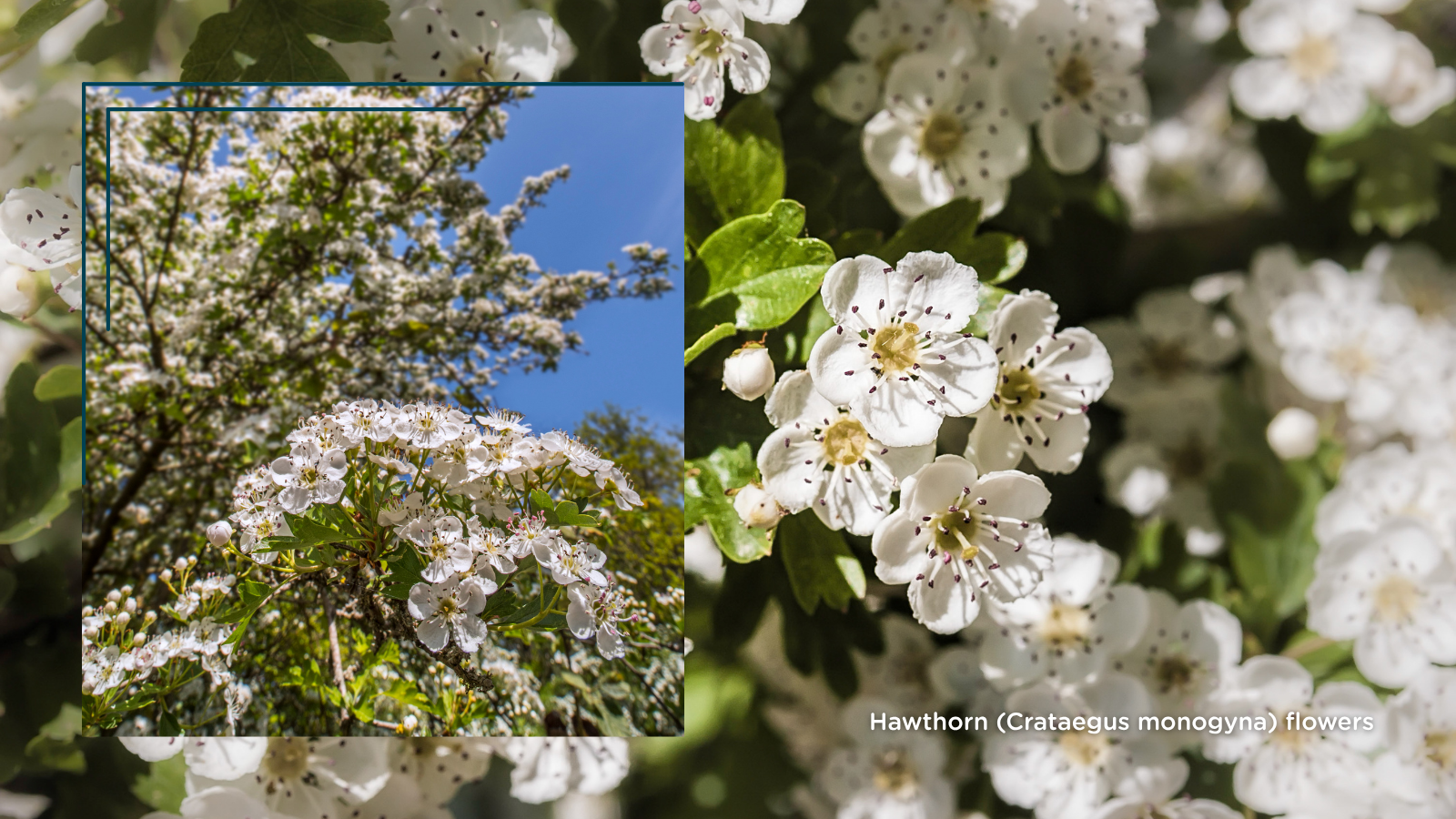 Hawthorn (Crataegus monogyna) (flowers)