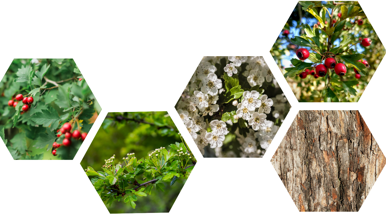 Hawthorn (Crataegus monogyna) (header)