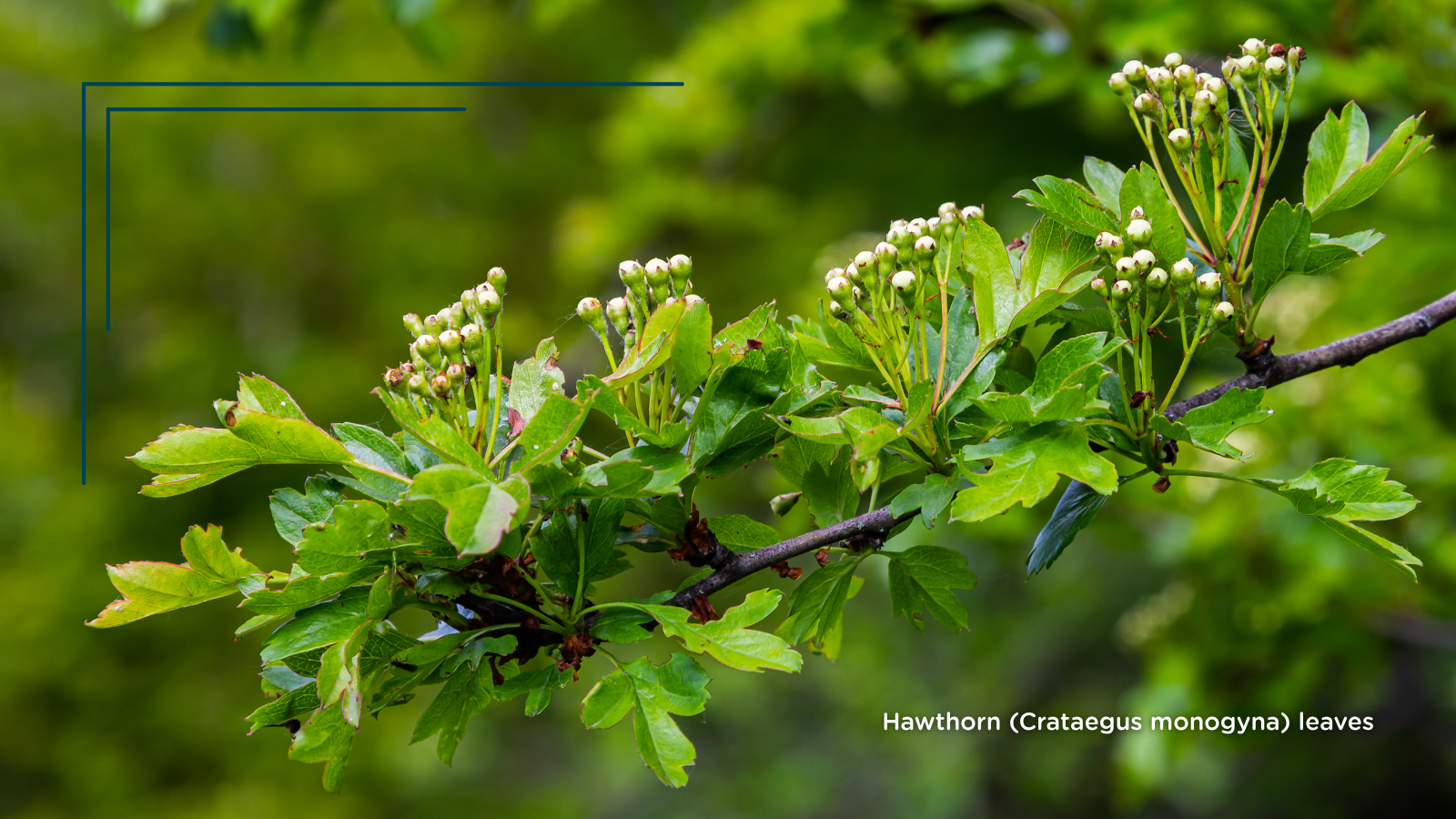 Hawthorn (Crataegus monogyna) (leaves)