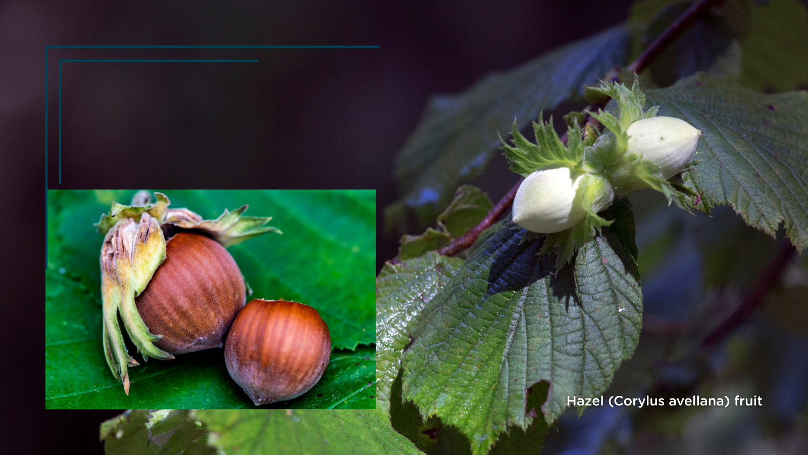 Hazel (Corylus avellana) (Fruit)