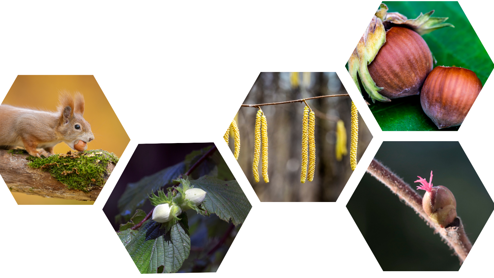Hazel (Corylus avellana) (Header)