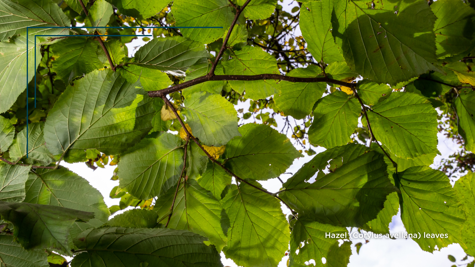 Hazel (Corylus avellana) (Leaves)