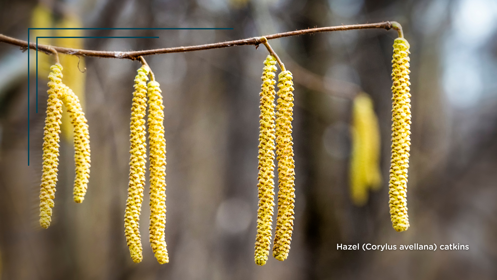 Hazel (Corylus avellana) (male catkins)