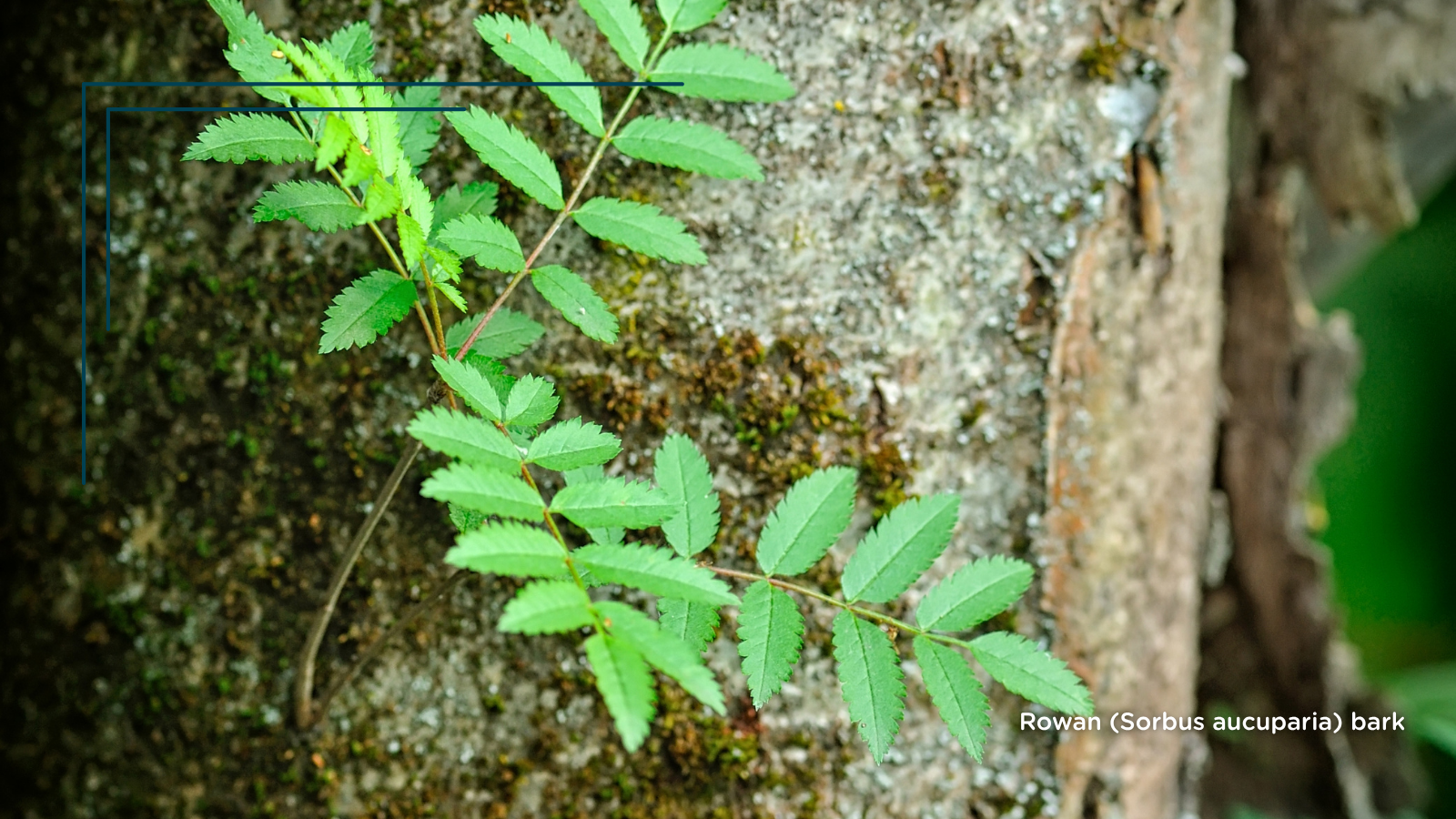 Rowan (Sorbus aucuparia) (Bark)