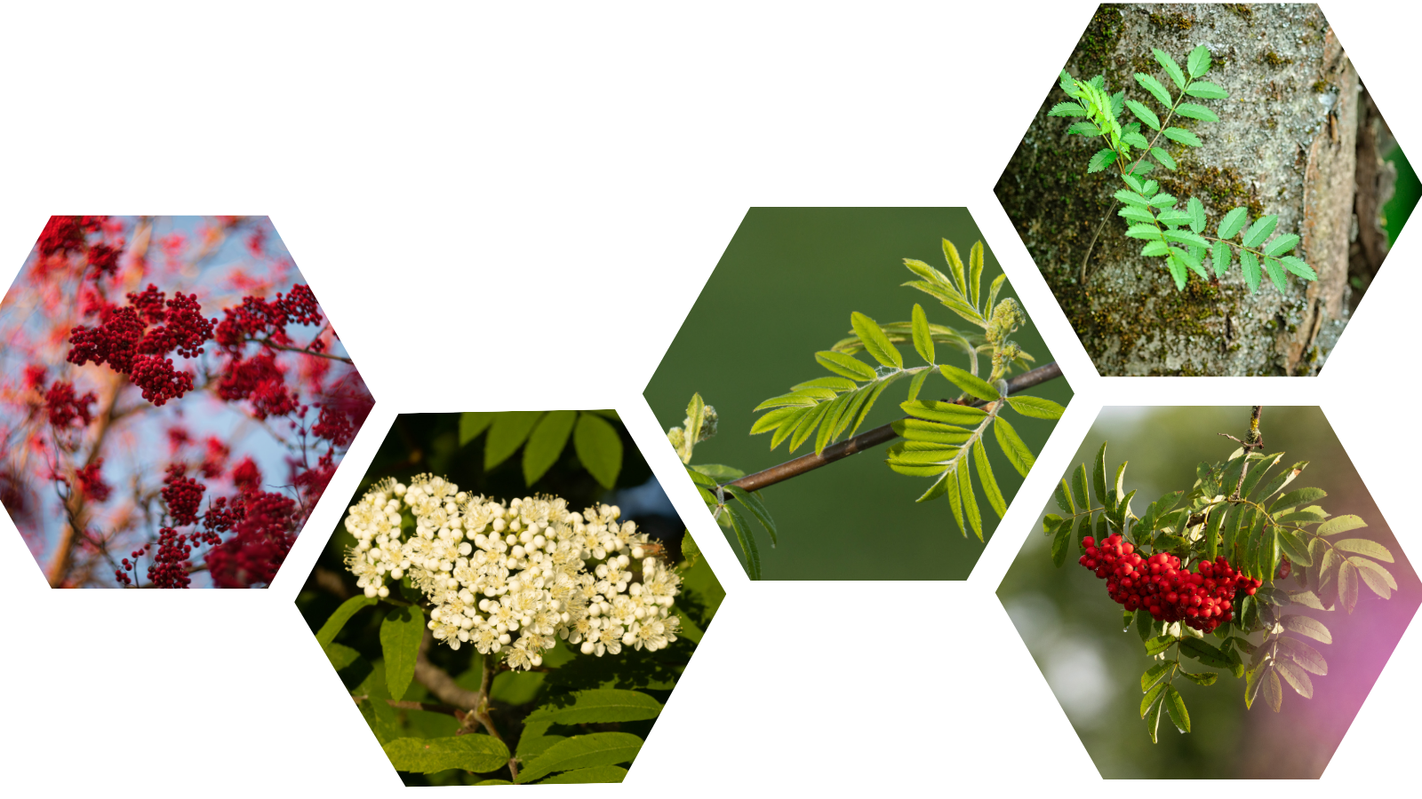 Rowan (Sorbus aucuparia) (Header)