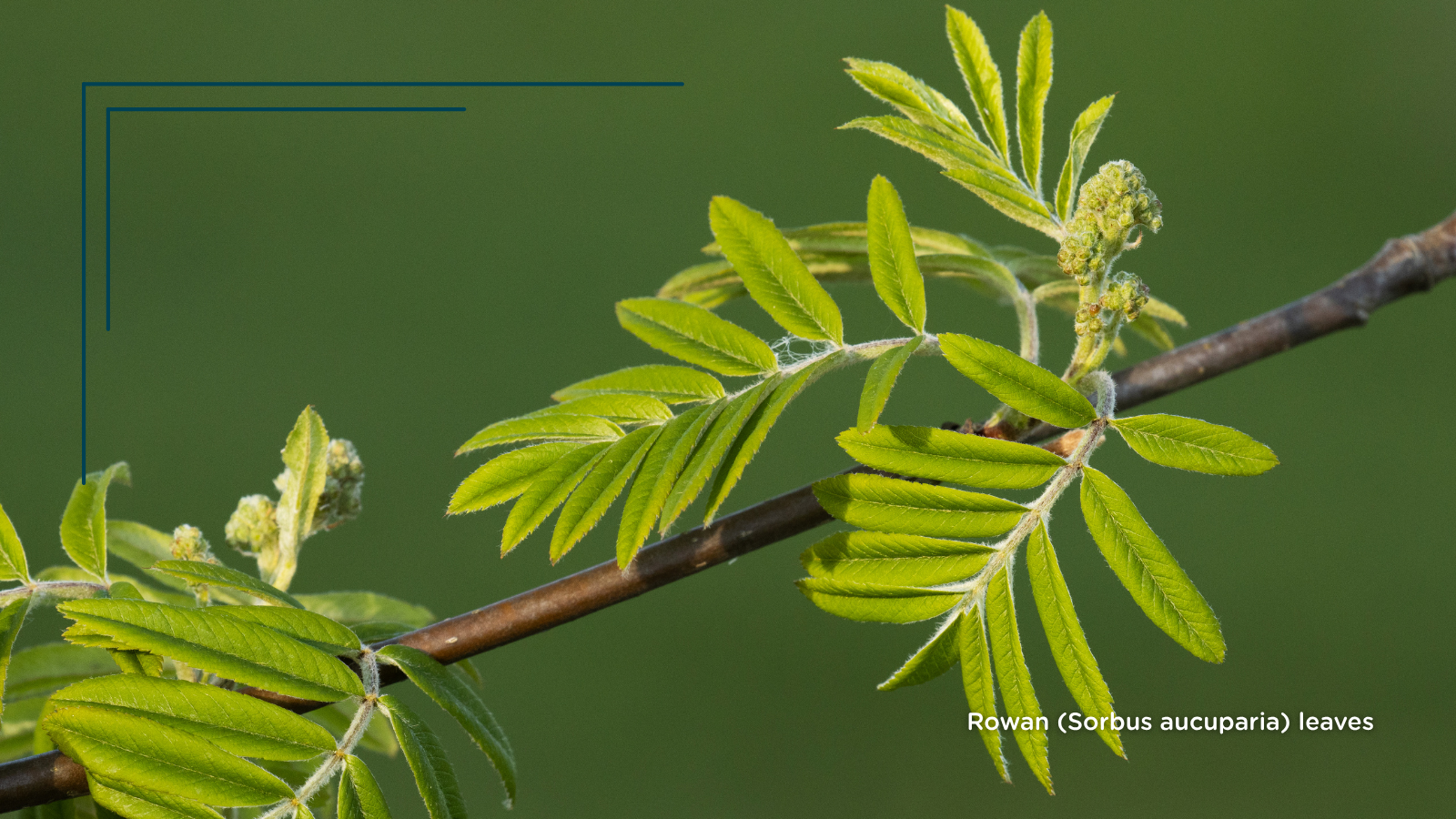 Rowan (Sorbus aucuparia) (Leaves)