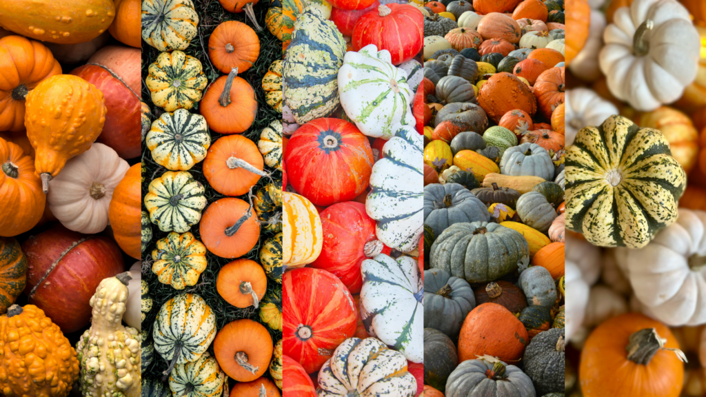 TCV Blog - 10 Delicious Ways to Use Leftover Pumpkin (And Reduce Food Waste) collage