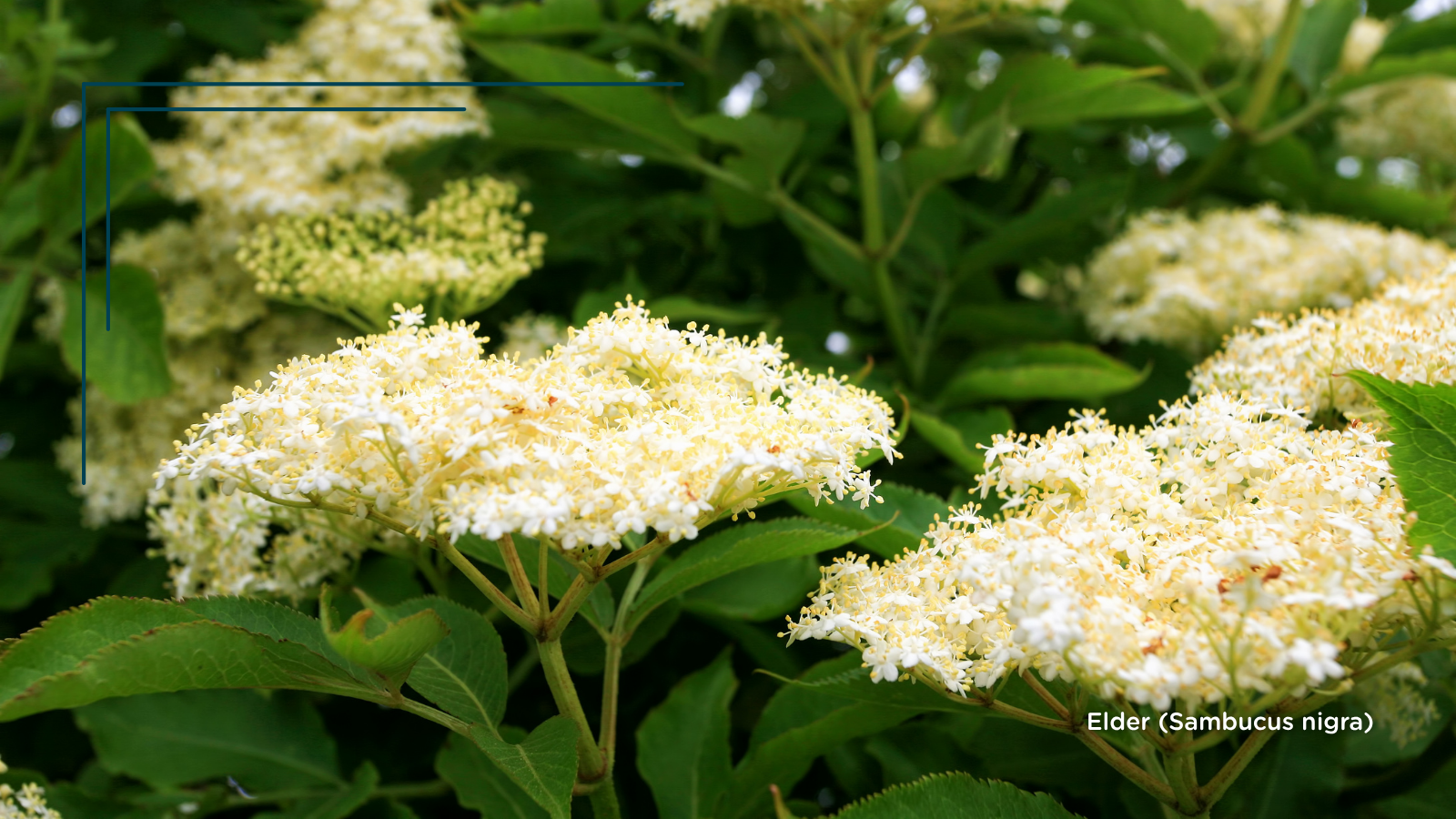 TCV Plant profile Elder (Sambucus nigra) (Header) 2