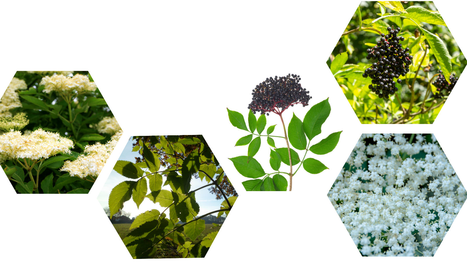 TCV Plant profile Elder (Sambucus nigra) (Header)