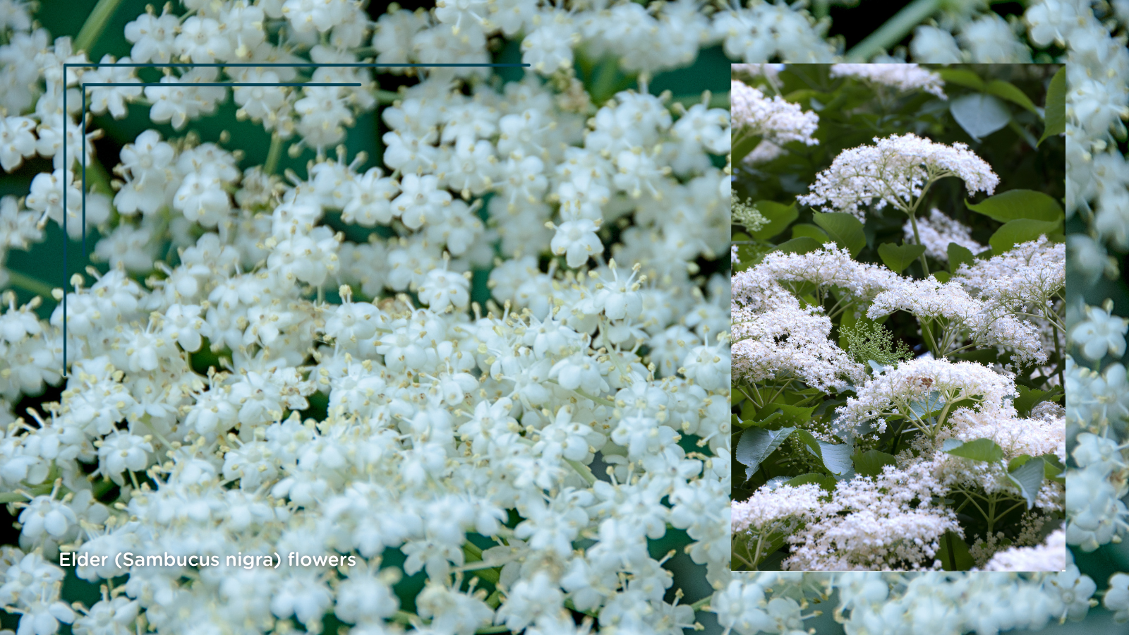 TCV Plant profile Elder (Sambucus nigra) (flowers)