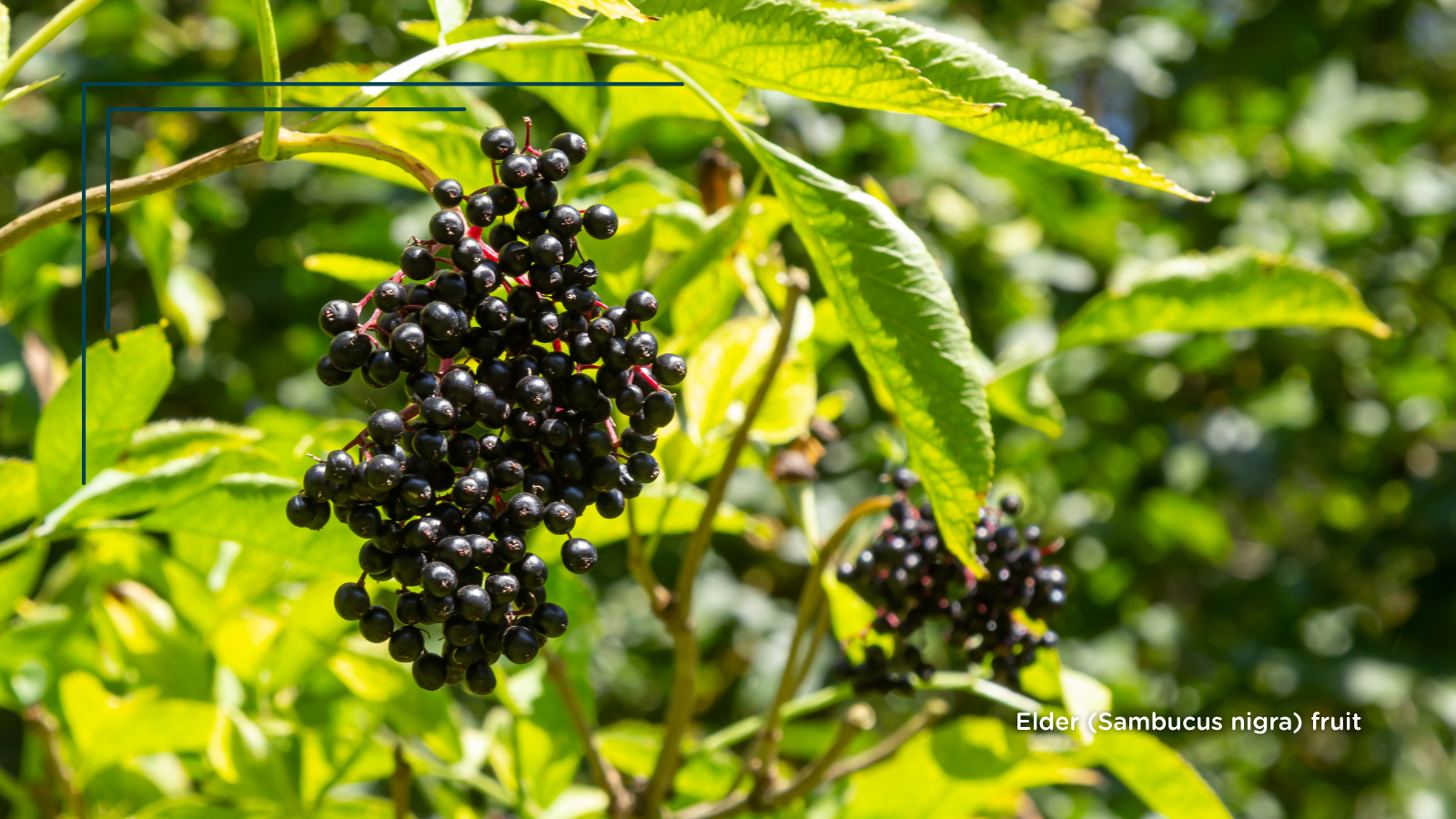 TCV Plant profile Elder (Sambucus nigra) (fruit)