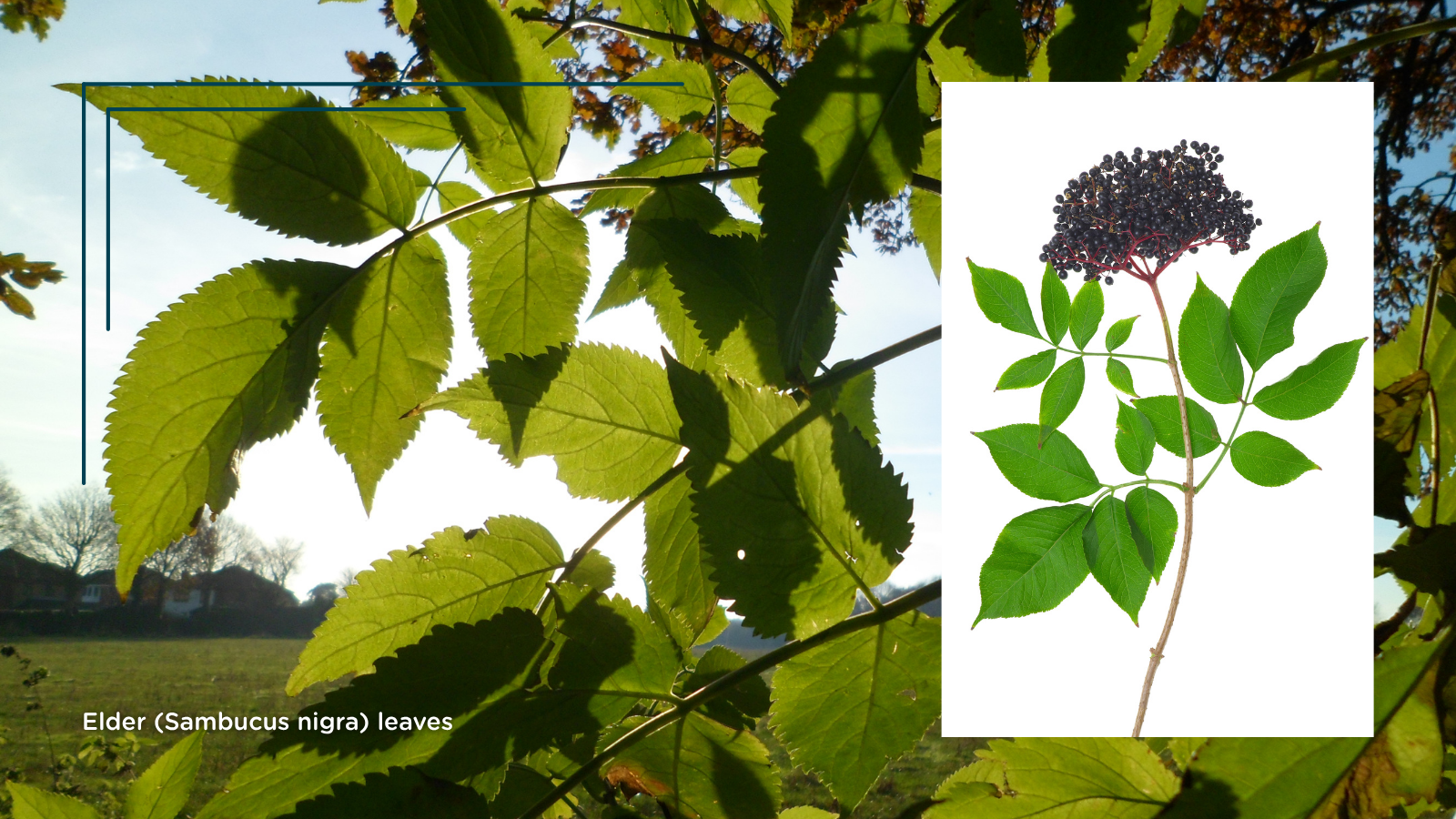 TCV Plant profile Elder (Sambucus nigra) (leaves)