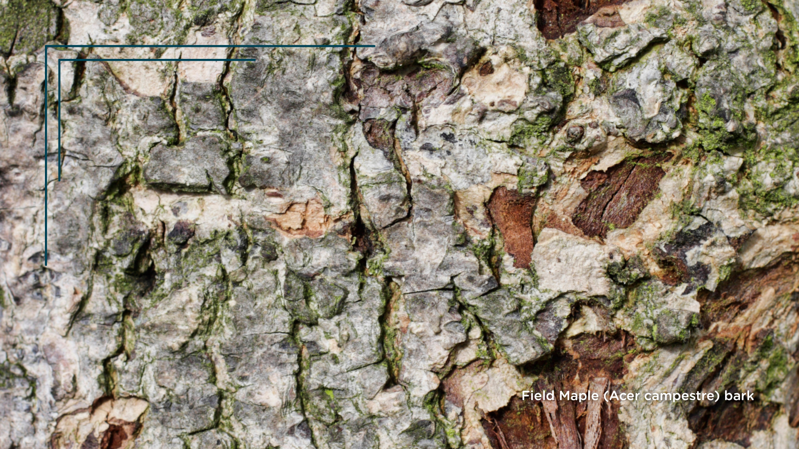 TCV Plant profile Field Maple (Acer campestre) (Bark)