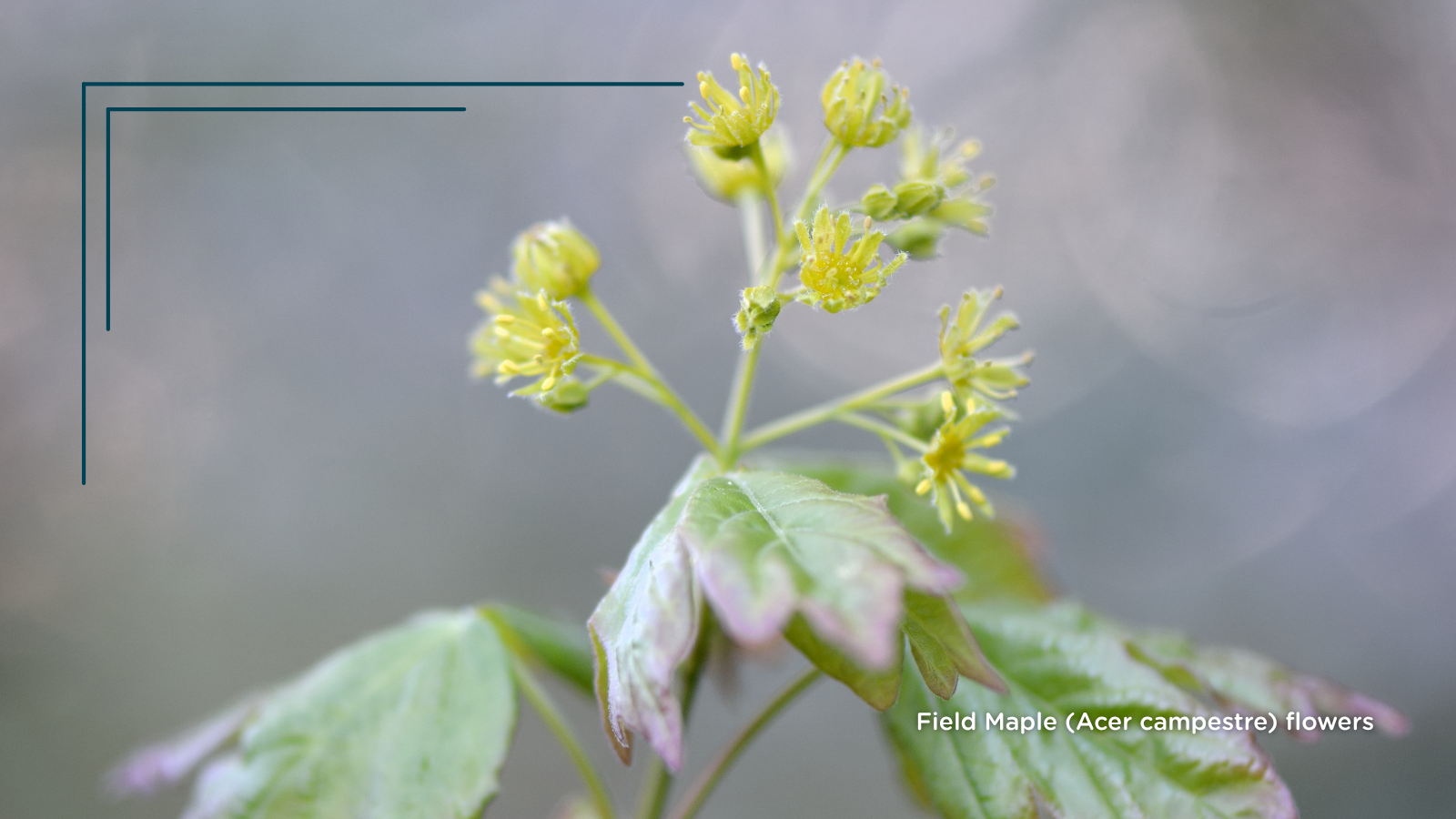 TCV Plant profile Field Maple (Acer campestre) (Flowers)
