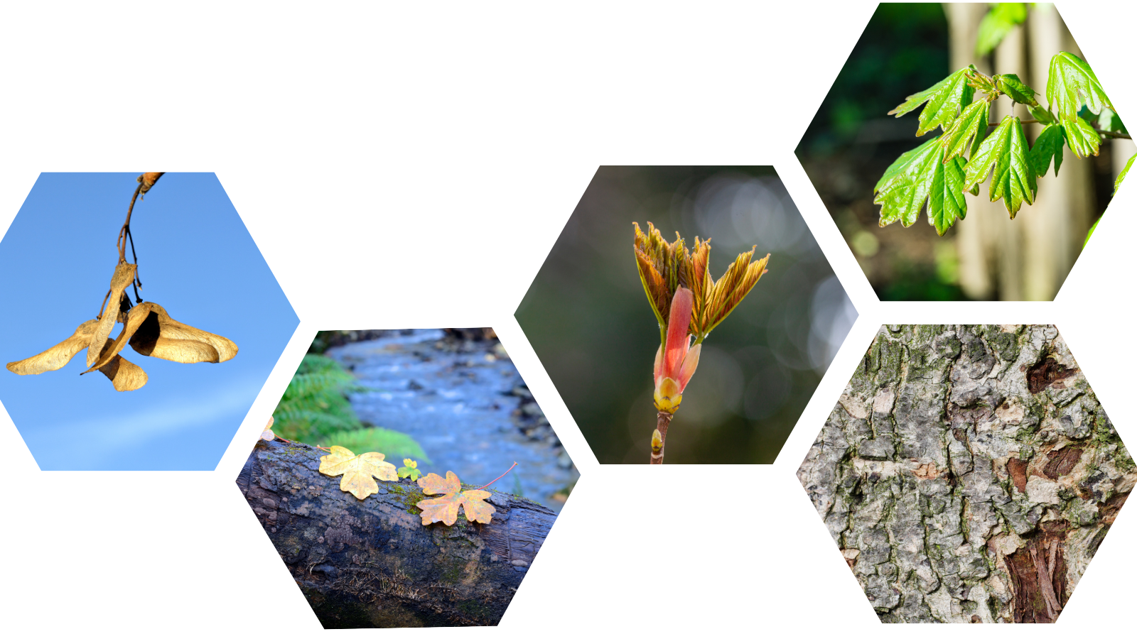TCV Plant profile Field Maple (Acer campestre) (Header) 1