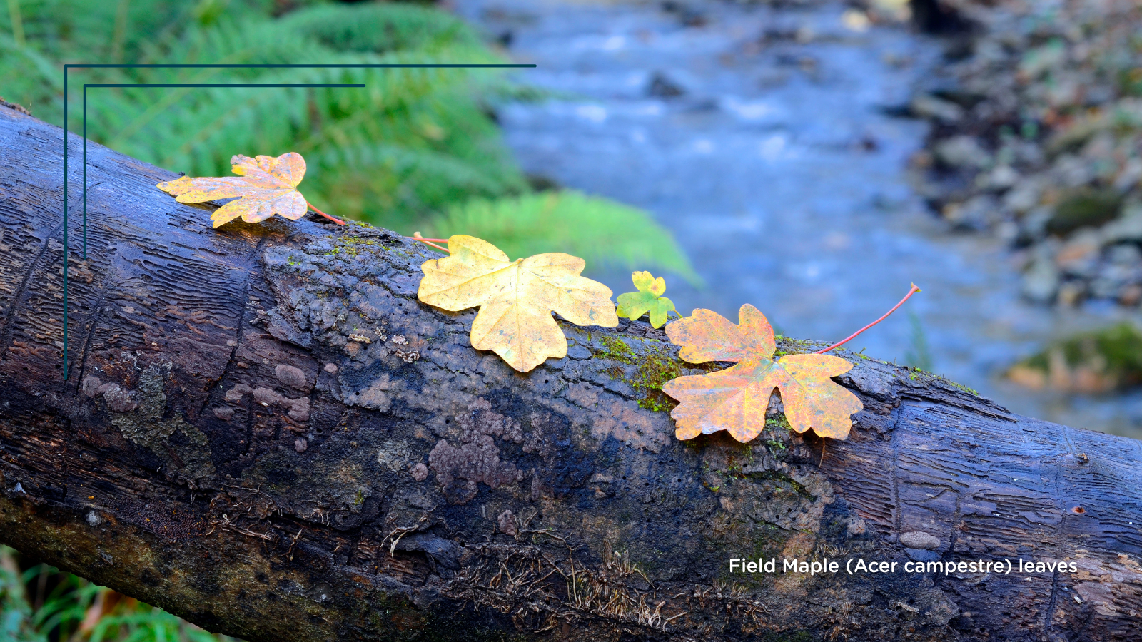TCV Plant profile Field Maple (Acer campestre) (Leaves)