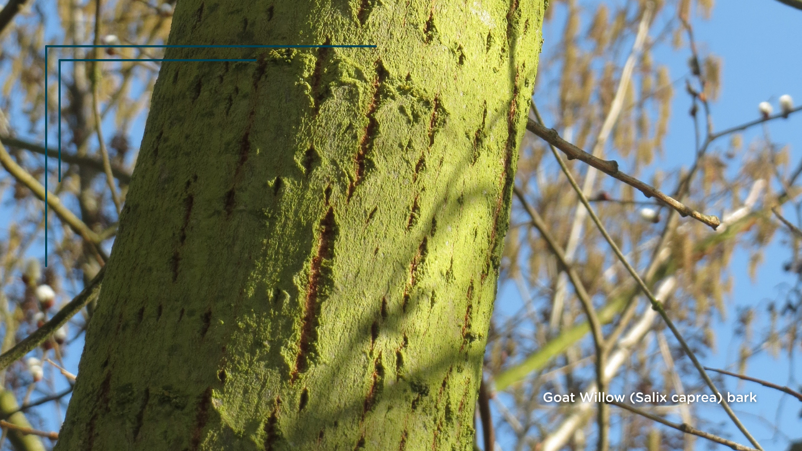 TCV Plant profile Goat Willow (Salix caprea) (Bark)
