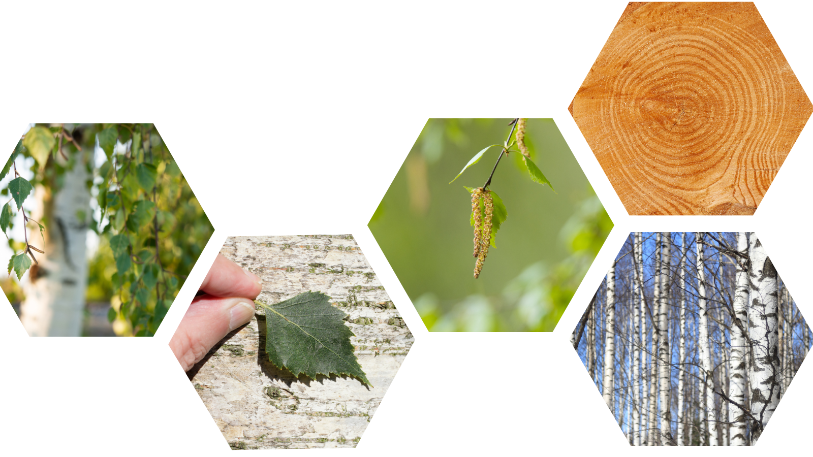 TCV Plant profile Silver Birch (Betula pendula) (Header)