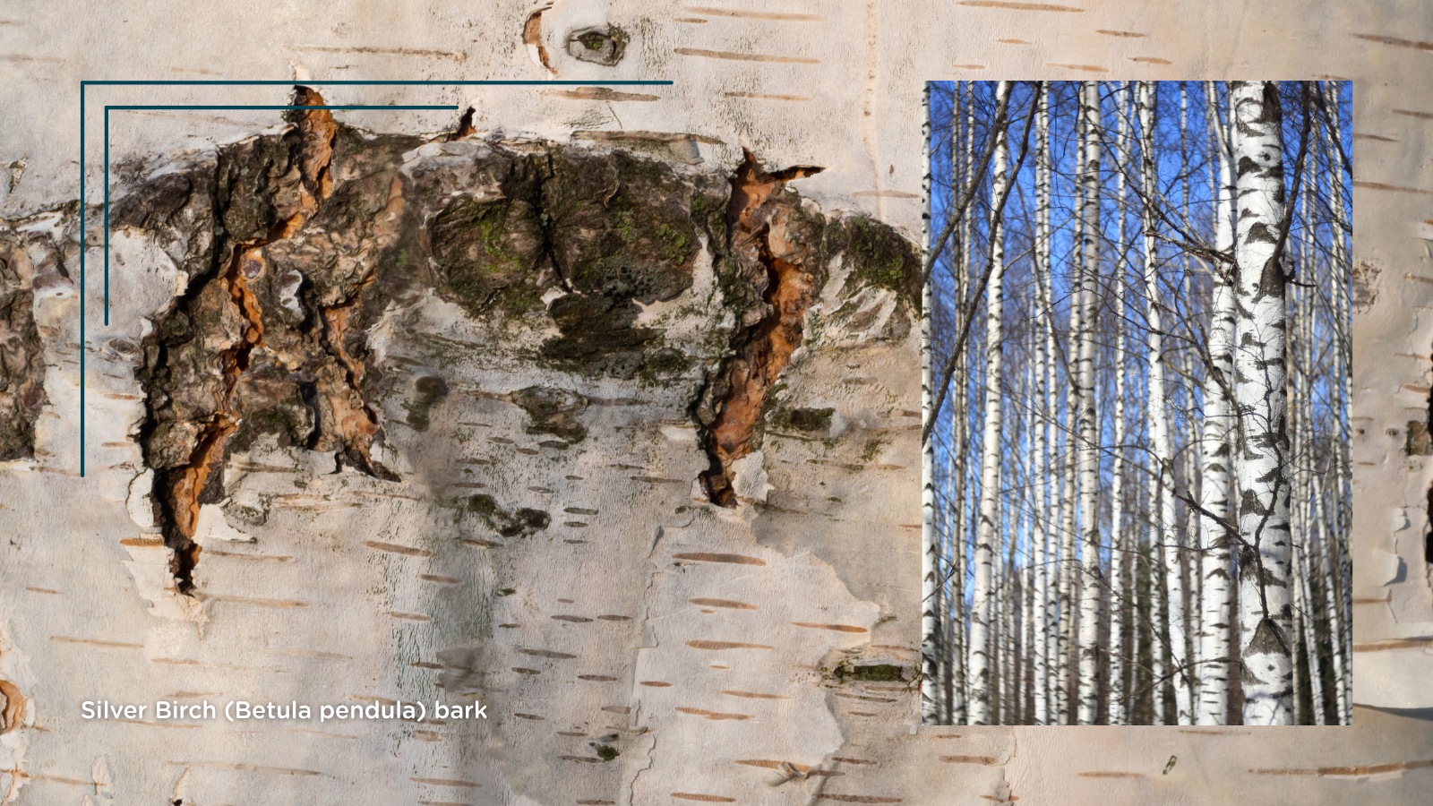 TCV Plant profile Silver Birch (Betula pendula) (bark)