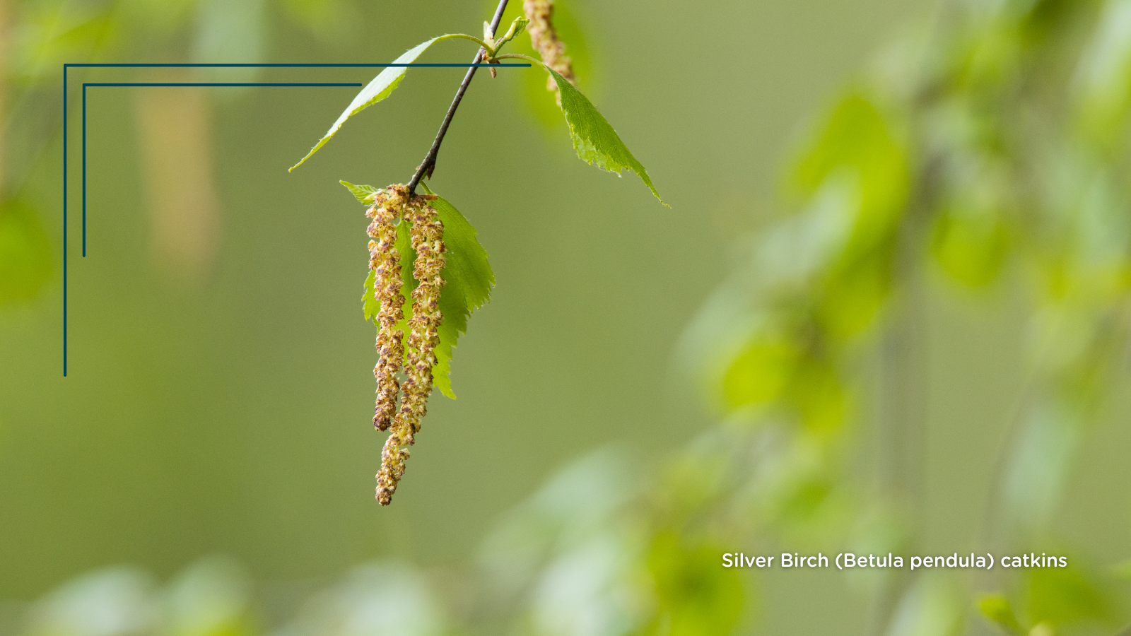 TCV Plant profile Silver Birch (Betula pendula) catkins