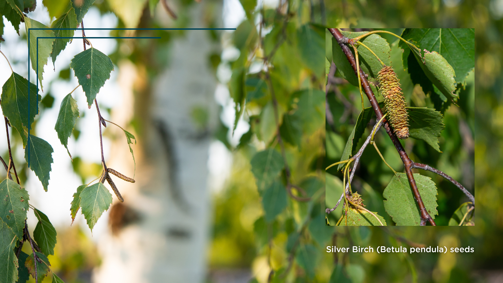 TCV Plant profile Silver Birch (Betula pendula) seeds