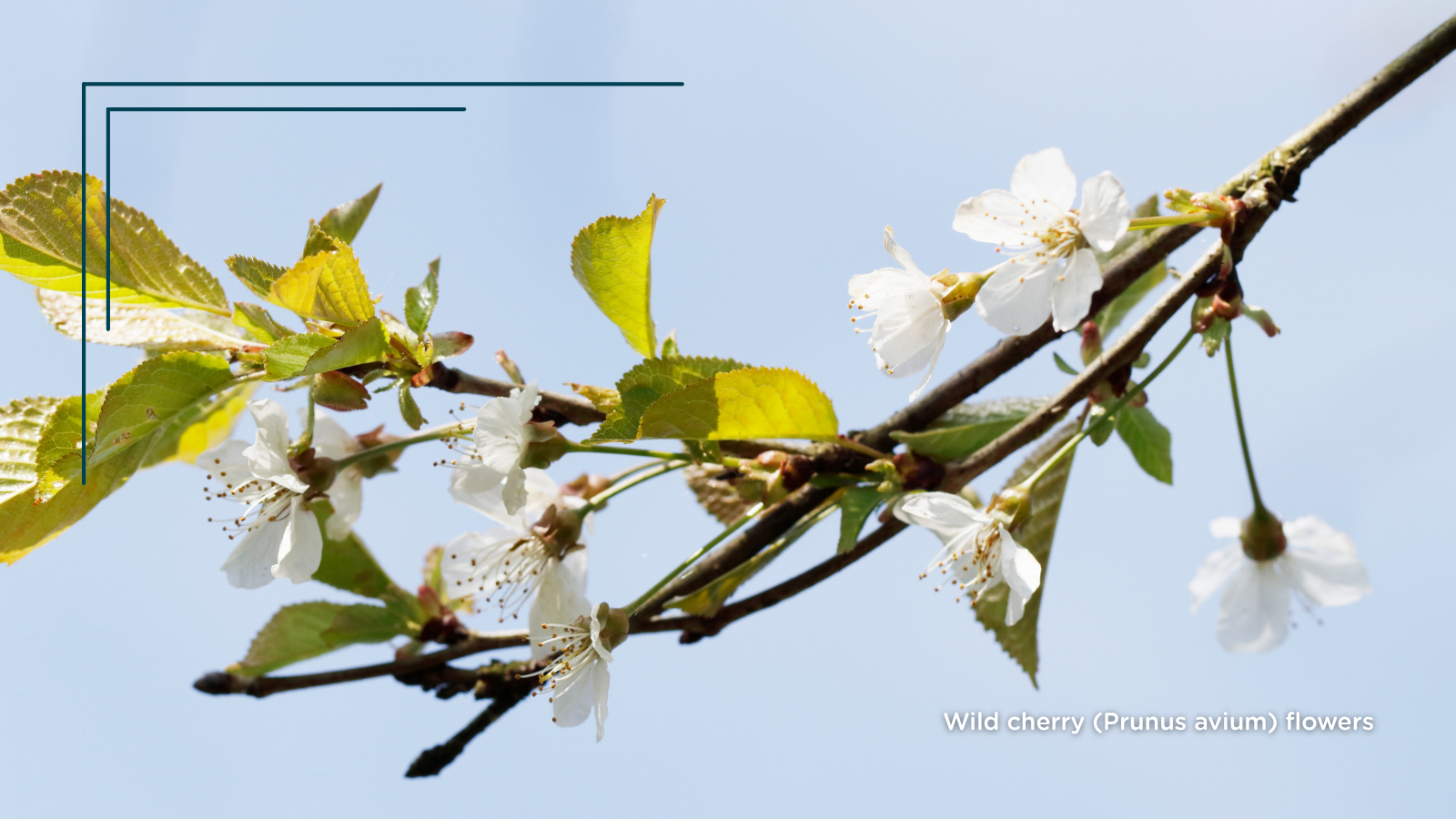 TCV Plant profile Wild cherry (Prunus avium) (Flower)