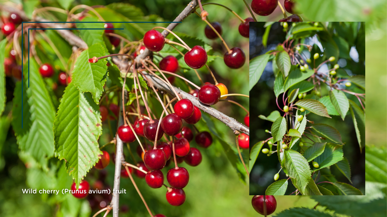 TCV Plant profile Wild cherry (Prunus avium) (Fruit)