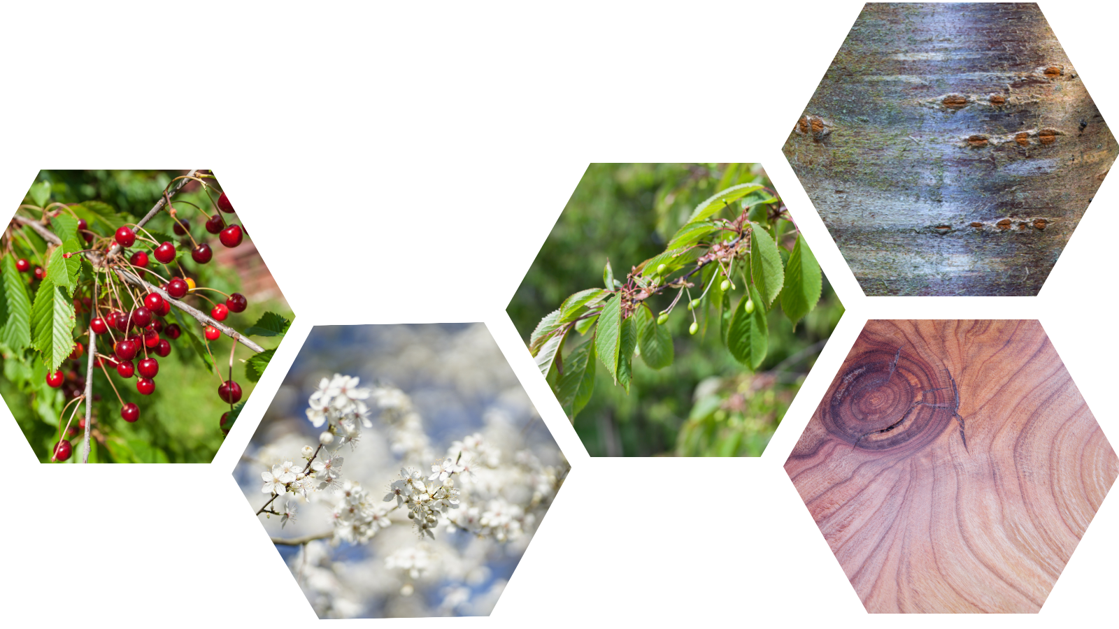 TCV Plant profile Wild cherry (Prunus avium) (Header)