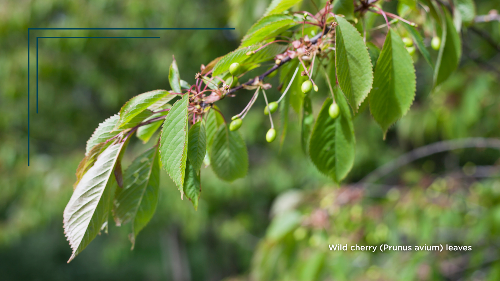 TCV Plant profile Wild cherry (Prunus avium) (leaves)