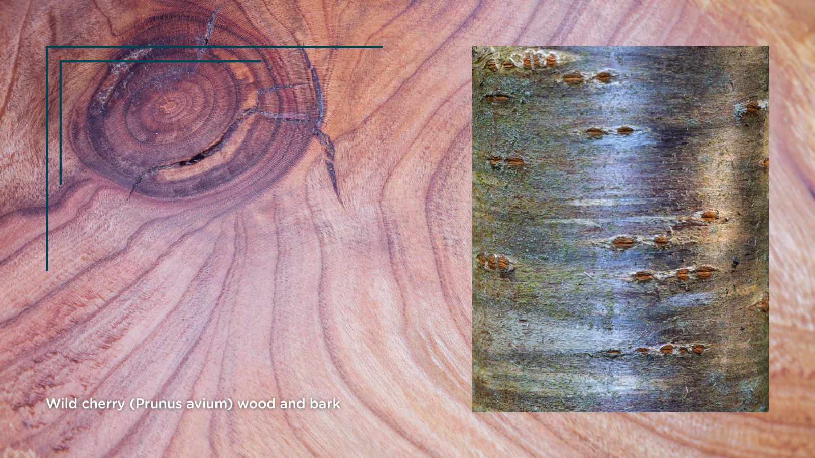 TCV Plant profile Wild cherry (Prunus avium) (wood and bark)