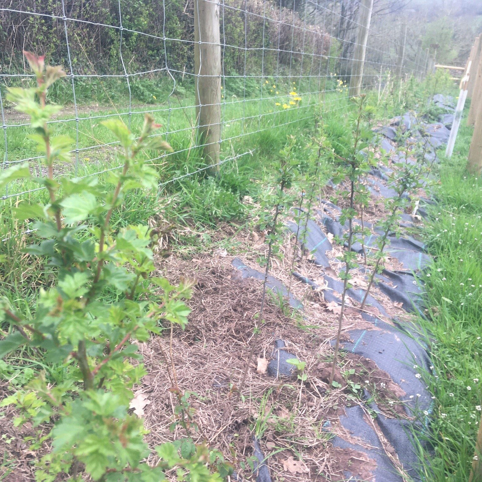 2023 I Dig Trees - Herefordshire Wildlife Trust