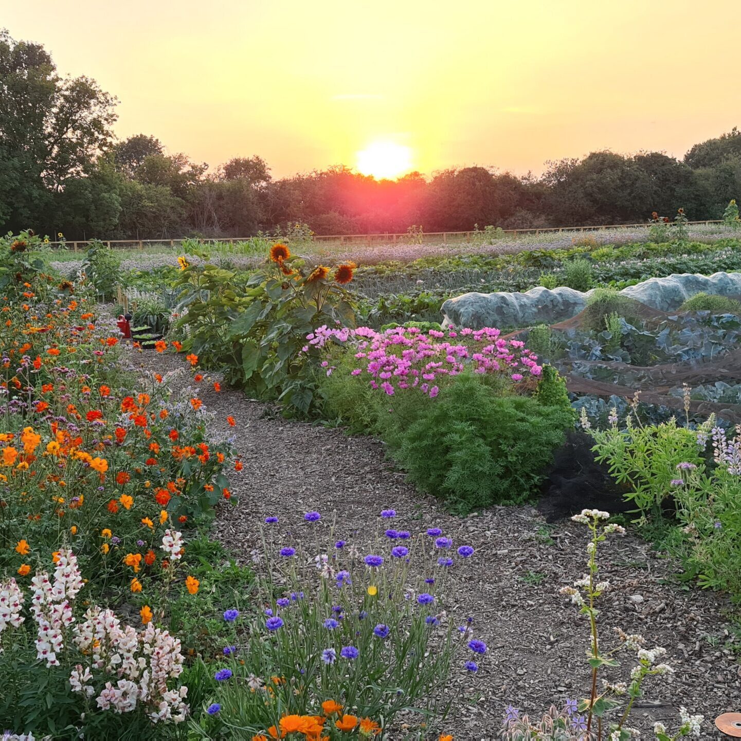 CoFarm Cambridge (3)